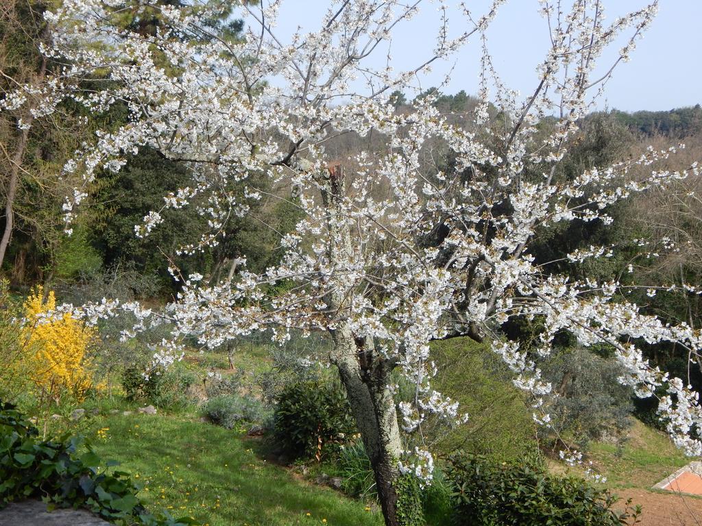 I Lecci Bed & Breakfast Lerici Bagian luar foto